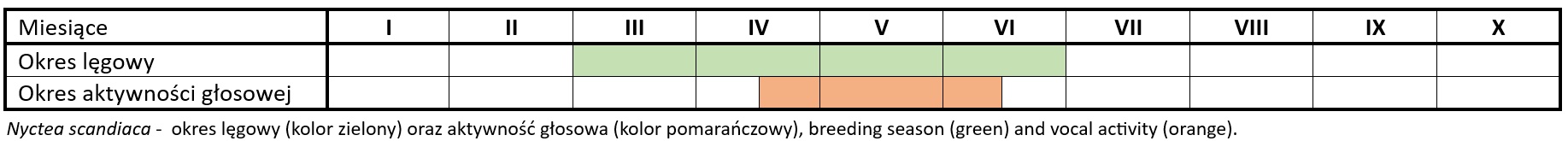 śnieżna-aktywnosc